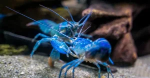 Blue Lobster: