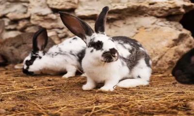 Poor Bunny