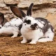Poor Bunny