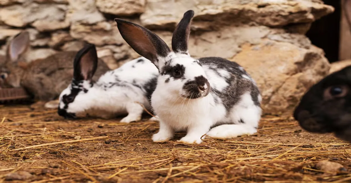 Poor Bunny